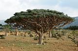 IMG_5317  Euphorbia a  Homhill, Socotra